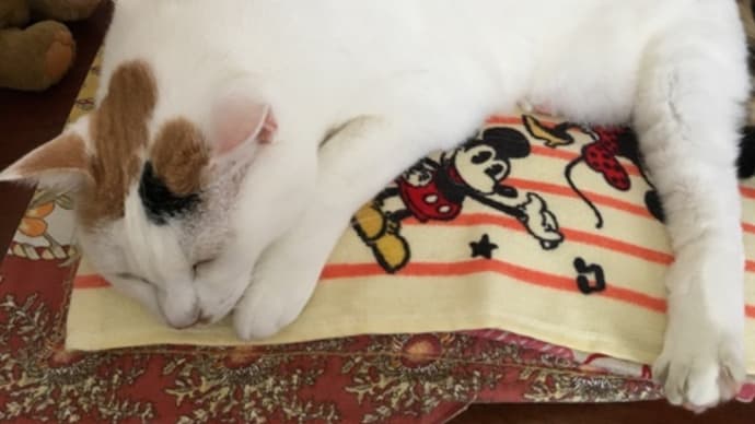 ボブという名の猫　猫が亡くなった時の悲しみは猫が癒してくれる