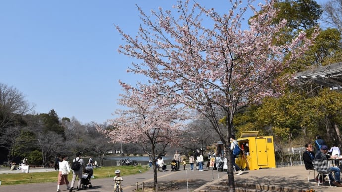 早咲き桜狩り 神奈川県横浜市鶴見区三ツ池公園 三ツ池公園(1)修善寺寒桜