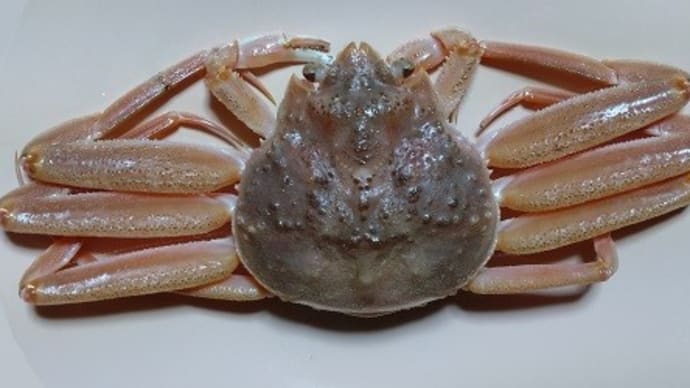 セコガ二
