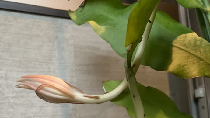 今年を総括する ----予想以上に楽しませてくれた花たち