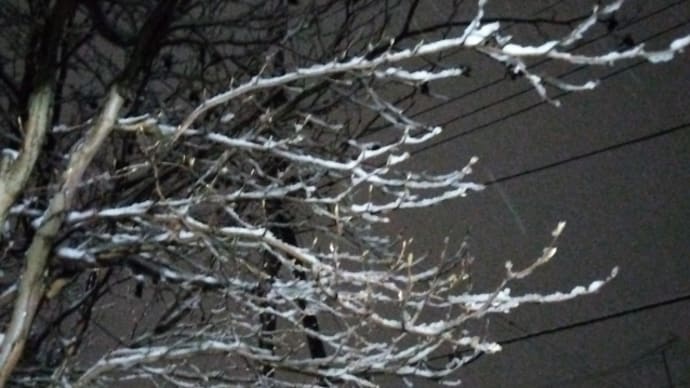 とうとう雪が降ってきた