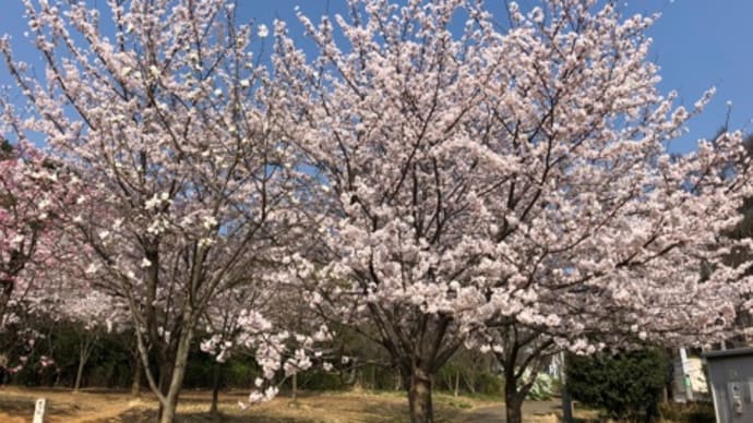 桜満開ですね