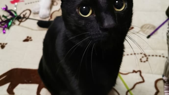 違う生き物に見えてきた