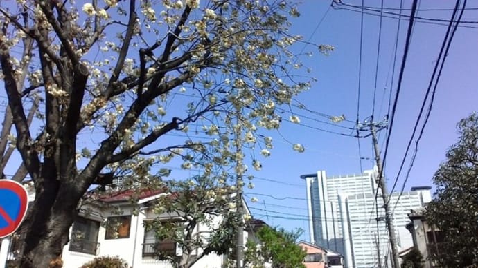 川崎市中原区・鬱金桜を見つけた！