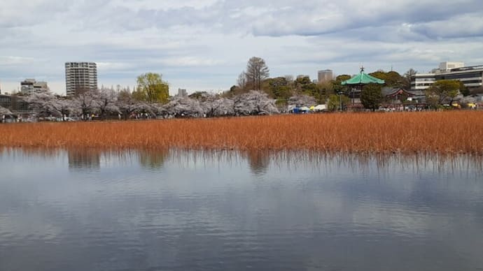 不忍池の桜が満開/2023年