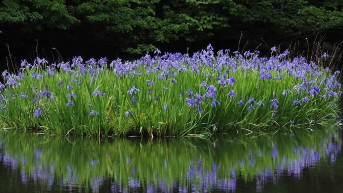 カキツバタ群生地.....平池 最終章