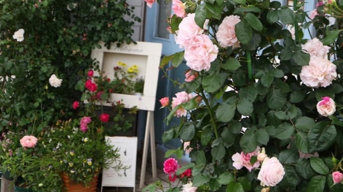薔薇が満開です