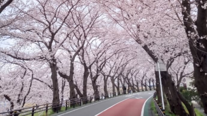 相模川三川合流地区の桜並木