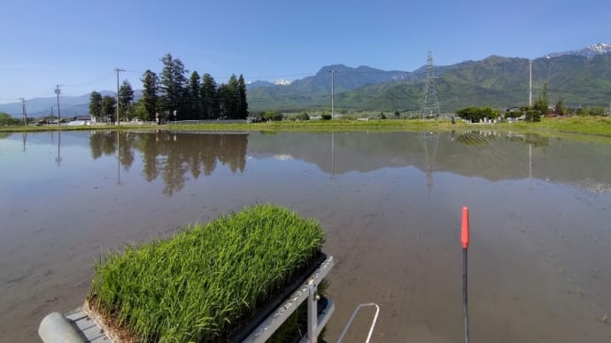 田植え