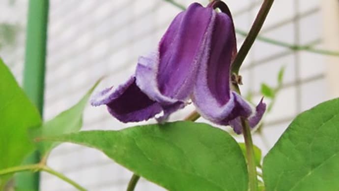 バルコニーのクロマダラソテツシジミと花