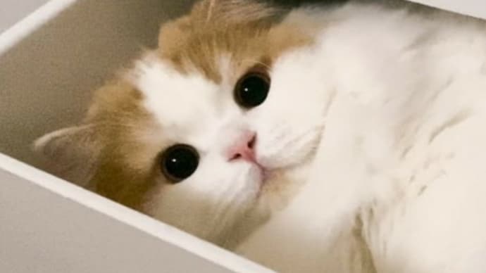 おはようにゃ