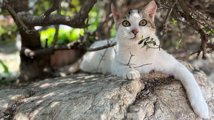 野良猫とバラ♪