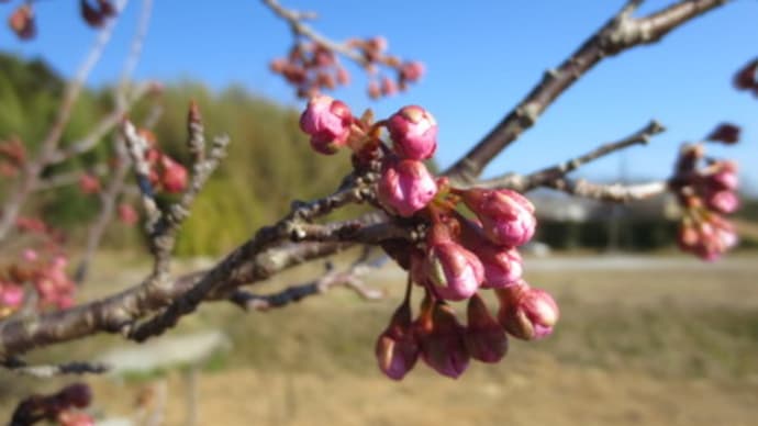 雪割り桜