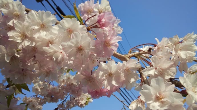 座間・さくら百華の道2020/4/8午後その1