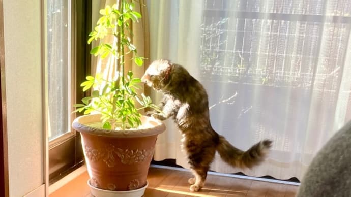 3月7日土掘りする猫