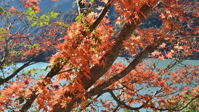 第一畑薙ダム湖の紅葉