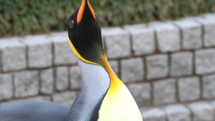 おでかけペンギン アドベンチャーワールド