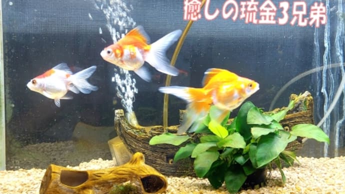 メダカ荒らし・・・👿2日目は信じられない~&梅雨前の草刈蒸し蒸しボランティア