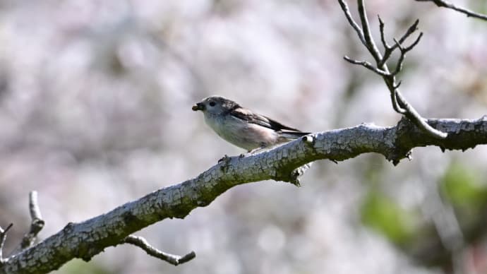 ◆エナガ幼鳥と・・。