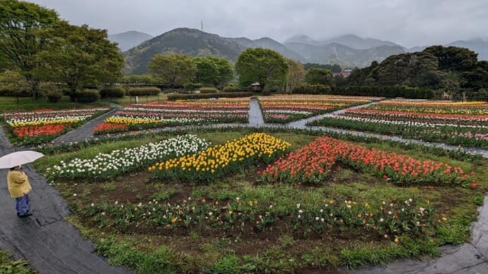 篠窪（しのくぼ）の隣町　「風の吊り橋」で満開チューリップと八重桜を楽しむ（2023/04/08)