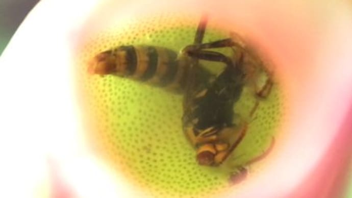 ウツボカズラに入ったハチ