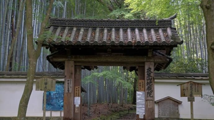 京都　青モミジ100シリーズと竹の寺地蔵院