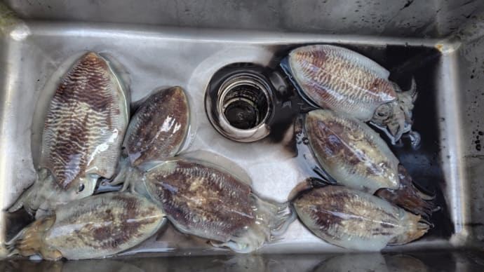 コウイカ釣り