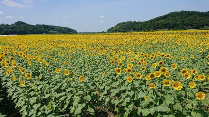 益子町のひまわり祭