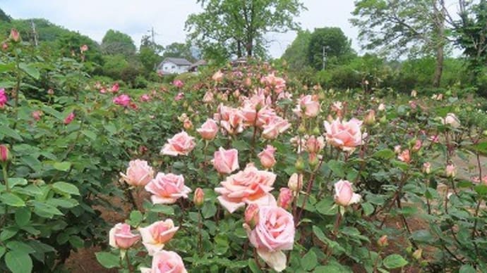 茨城県フラワーパークの薔薇