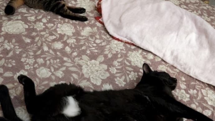 眠れない内に猫にベッドを占領される