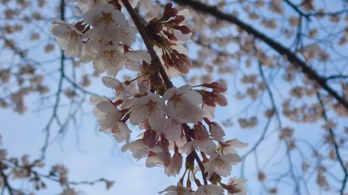 下界の桜
