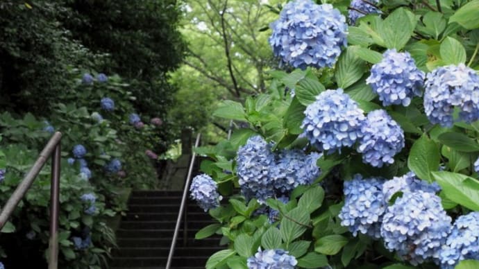 妙本寺・本覚寺・大巧寺