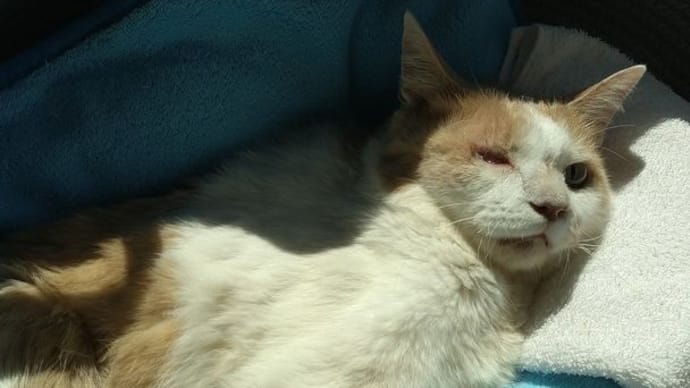寝たきり猫の介護