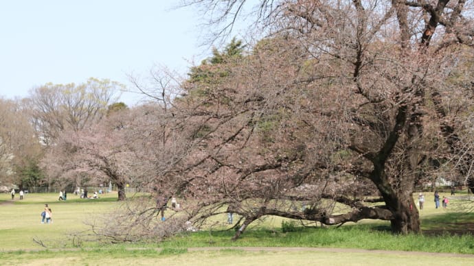 4月2日現在の桜の状況(東京・世田谷)