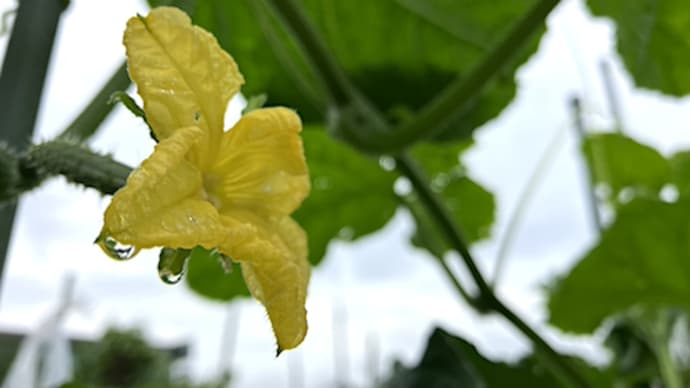 花びらに水滴。