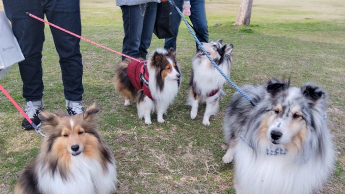 ミニシェル会です🐶