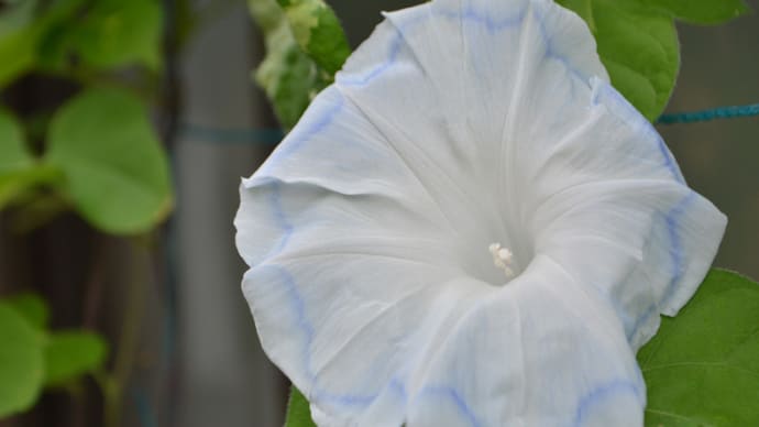 今日の花 (7月10日)