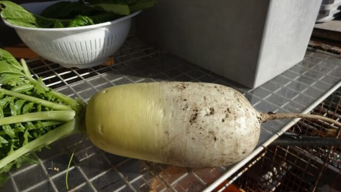 「打木源助大根」ふっくら煮物。