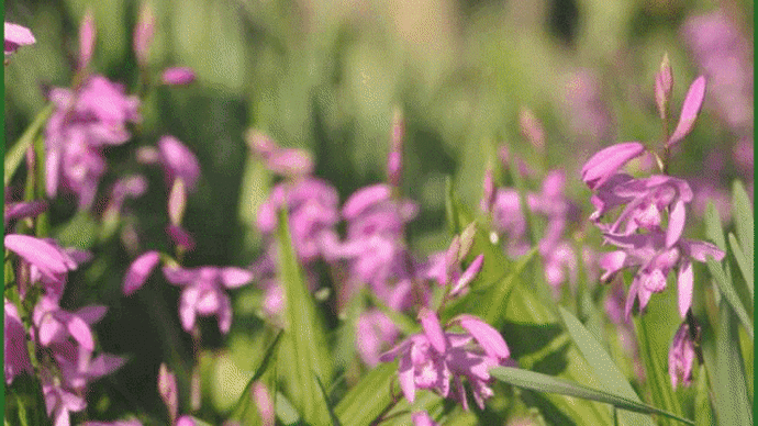 爺やんちの庭先で「紫蘭」と「白花シラン」の花が、数日前から見頃を迎えているのに気が付いて・・・