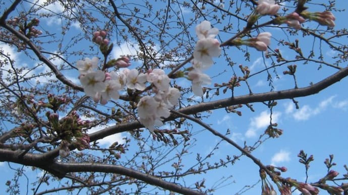 桜が咲いた~~~