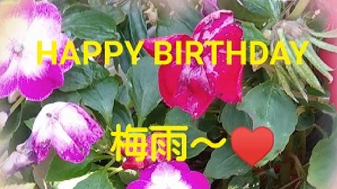 軽井沢レイクガーデンの春薔薇と本日は誕生日なのです♬