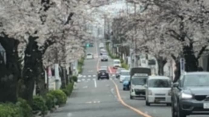 お花見ドライブ