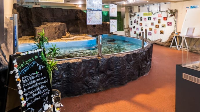 淡島水族館1Fの生き物　FILE:1 プール型の水槽