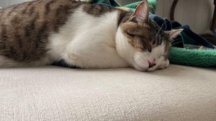 コテblog🐈GW増強版🥰