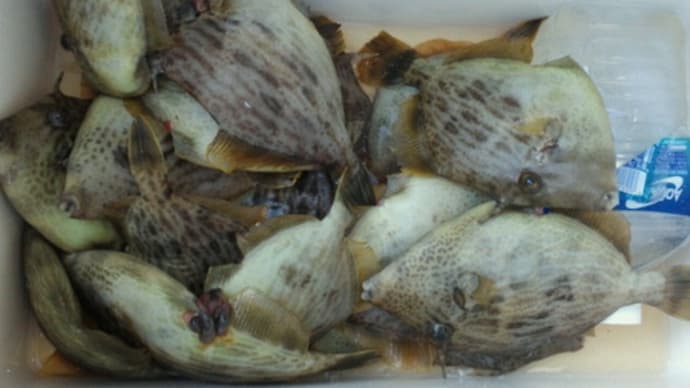 リベンジ?洲崎カワハギ釣り