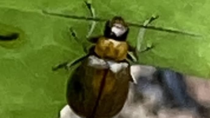 リーフレタスを食べる虫「ウリハムシモドキ」