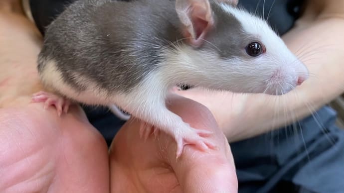 ●人気のファンシーラット🐀デビュー中♫●