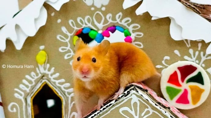 Hamster GingerBread House 🍭 Christmas Hamster Playground 🍭 Homura Ham