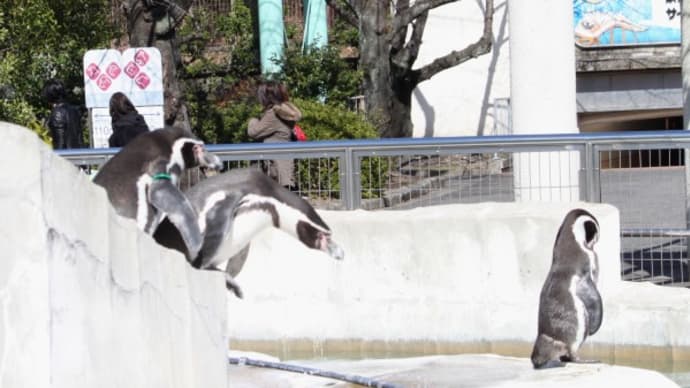 「押すなよ?押すなよ?」ペンギン