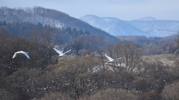 津軽富士見湖の白鳥たち
